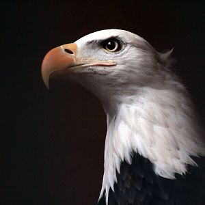 Jan. 2018 - Wings Of Wonder - Bald Eagle