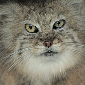Jan. 2018 - Night Hunters - Pallas' Cat