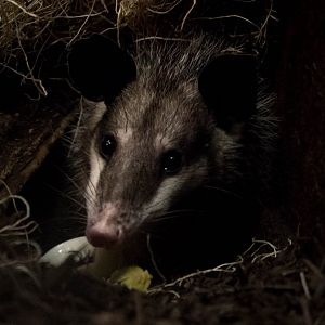 Common opossum, Minnie