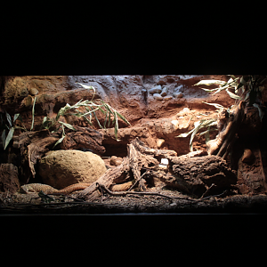 Jan. 2018 - Dragons! - Ackie Dwarf Monitor Exhibit
