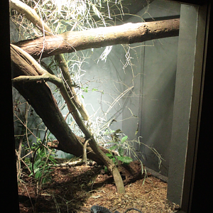 Jan. 2018 - Dragons! - Blue Tree Monitor Exhibit