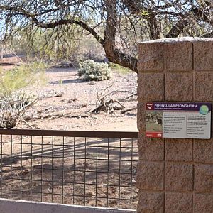 peninsular pronghorn exhibit
