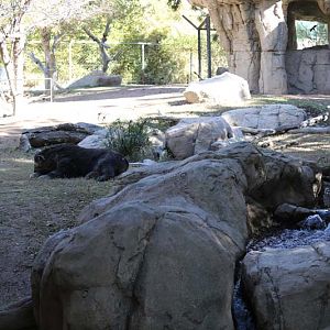 spectacled bear exhibit