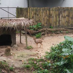Dik dik