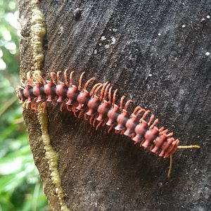Tractor Millipede - Danum