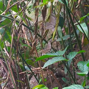 Paper kite butterflies - Danum