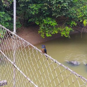 Whiskered Treeswift - Danum