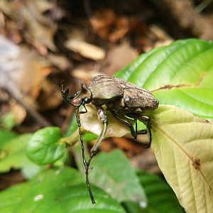 Rhinobeetle? - Danum