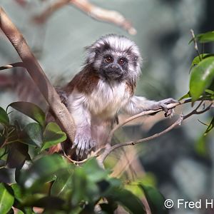 cotton top tamarin