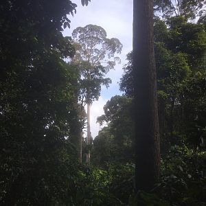 Bathawk Nest -  Danum