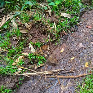 Here be Oliphaunts - Danum