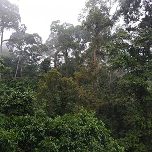 View from the observation tower - Danum Valley Field Centre