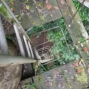 It's a long way down! - Observation tower, Danum Valley Field Centre