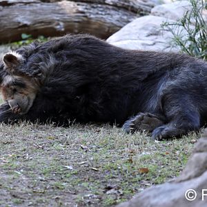 white faced spectacled bear
