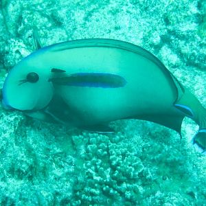 Hybrid Surgeonfish - Acanthurus olivaceus x A. tennenti