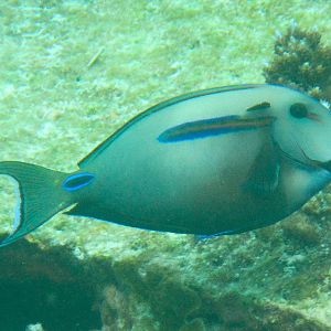Hybrid Surgeonfish - Acanthurus olivaceus x A. tennenti