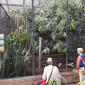 Aviary Australian birds