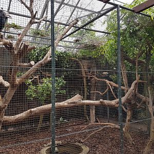 Aviary Silvery-cheeked hornbill