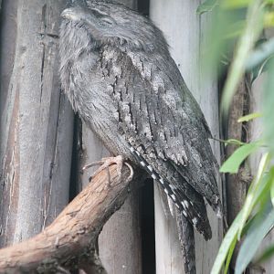 Tawny frogmouth