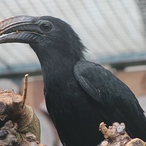 Southern Sulawesi tarictic hornbill - Female