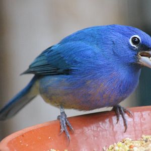 Rose-bellied bunting
