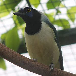 Green jay