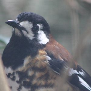 Chestnut-backed thrush