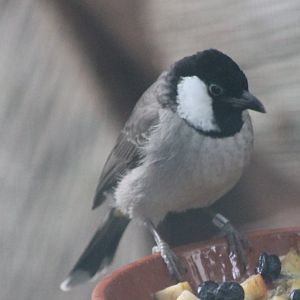 White-eared bulbul