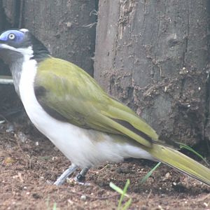 Blue-faced honey-eater