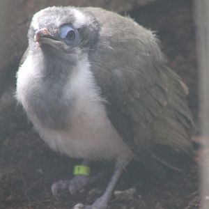 Blue-faced honey-eater - just out of the nest