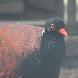 White-necked pheasant-pigeon