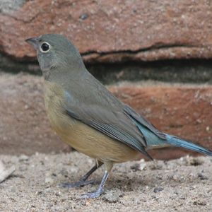 Rose-bellied bunting