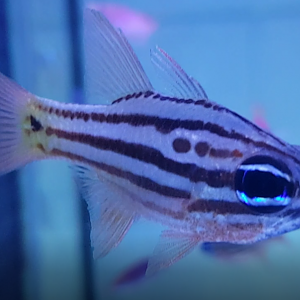 Apogon compressus -  Ochre-striped cardinalfish