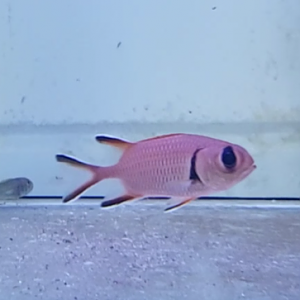 Blackbar soldierfish -  Myripristis jacobus