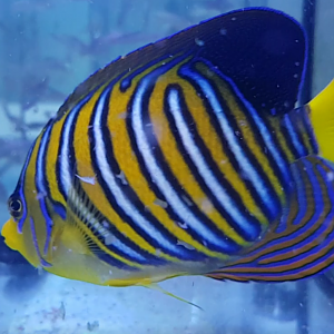 Regal angelfish - Pygoplites diacanthus