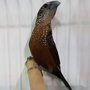 White-spotted mannikin - Lonchura leocusticta