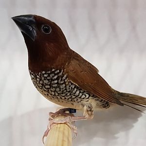 Indian nutmeg mannikin - Lonchura p. punctulata