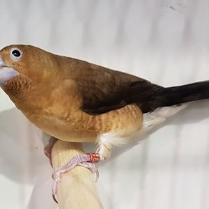 African silverbill - Euodice cantans