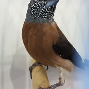 Grey-headed silverbill - Odontospiza caniceps