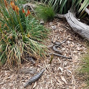 Blue-tongued Skinks - Phillip Island Wildlife Park