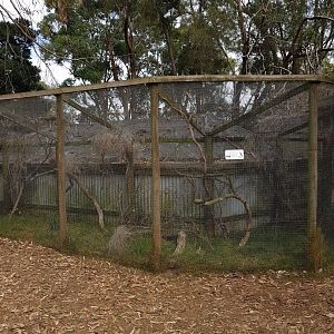 Grey Butcherbird - Phillip Island Wildlife Park