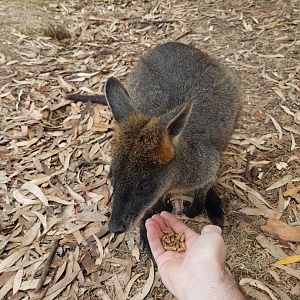 Wallaby - Phillip Island Wildlife Park