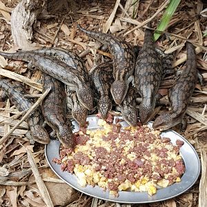 Blue-tongue Skinks - Phillip Island Wildlife Park