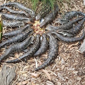 Blue-tongue Skinks - Phillip Island Wildlife Park