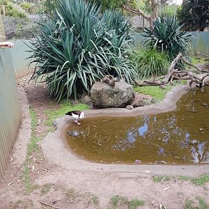 Shelduck & Turtle Exhibit - Phillip Island Wildlife Park