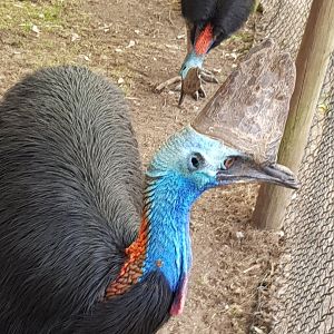 Southern Cassowaries - Phillip Island Wildlife Park