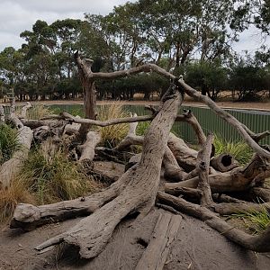 Lace Monitor - Phillip Island Wildlife Park