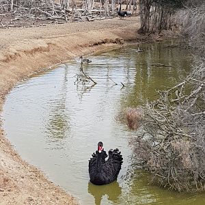 Black Swans - Phillip Island Wildlife Park
