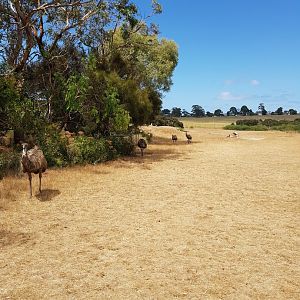 Emu & Red Kangaroo Walk-through - Phillip Island Wildlife Park