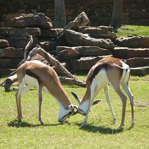Springbok